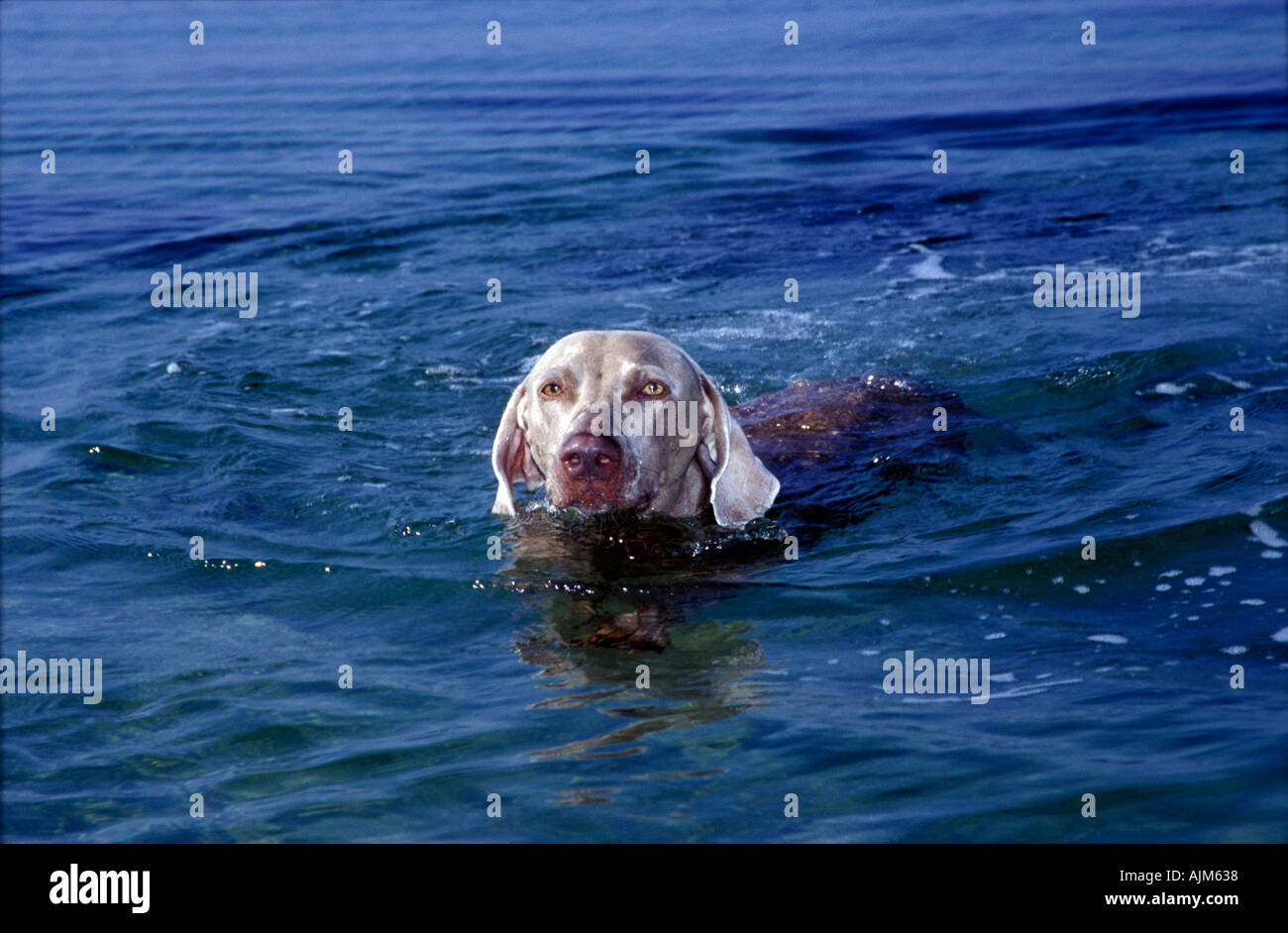 Grey dog swimming at the coast female Weimaraner Stock Photo