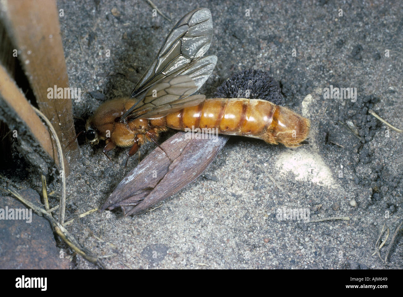 Driver ant male sausage fly Dorylus sp Gambia West Africa attracted to