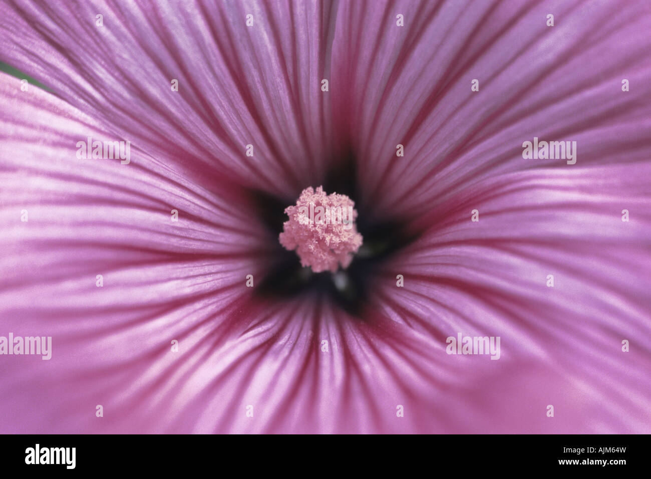 royal mallow (Lavatera trimestris), flower, macro shot Stock Photo