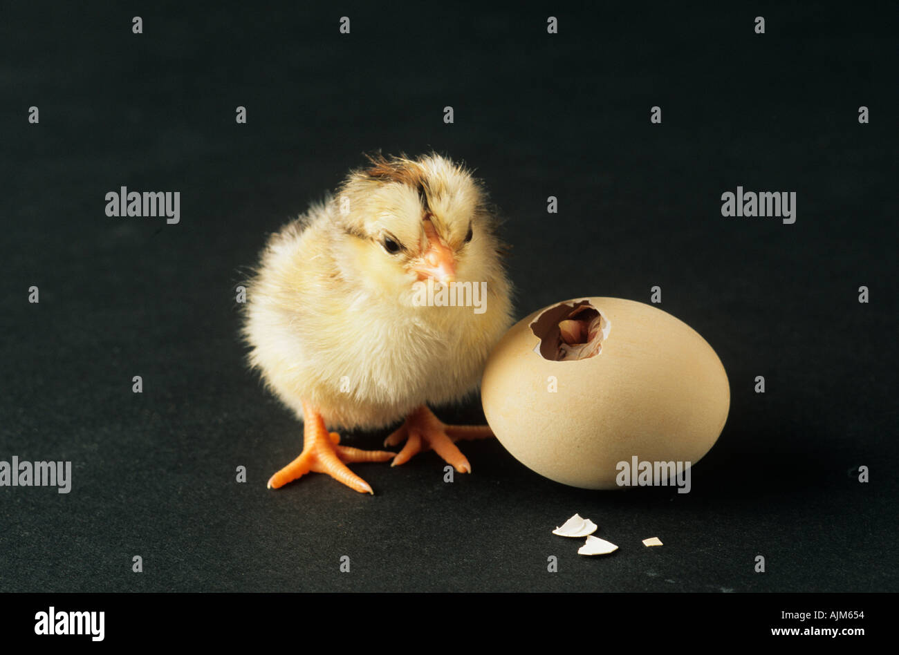 Hatching Chick after 21 Days Incubation 1 of 3 in sequence Stock Photo