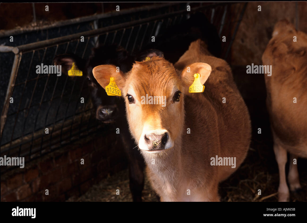 Jersey cow feeding calf hi-res stock photography and images - Alamy