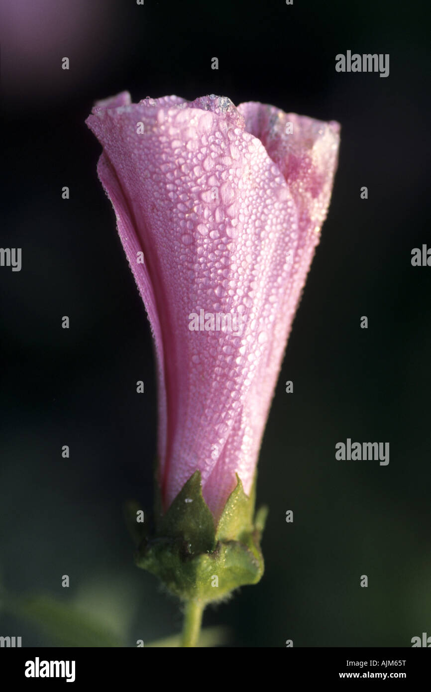 royal mallow (Lavatera trimestris), flower bud, macro shot Stock Photo