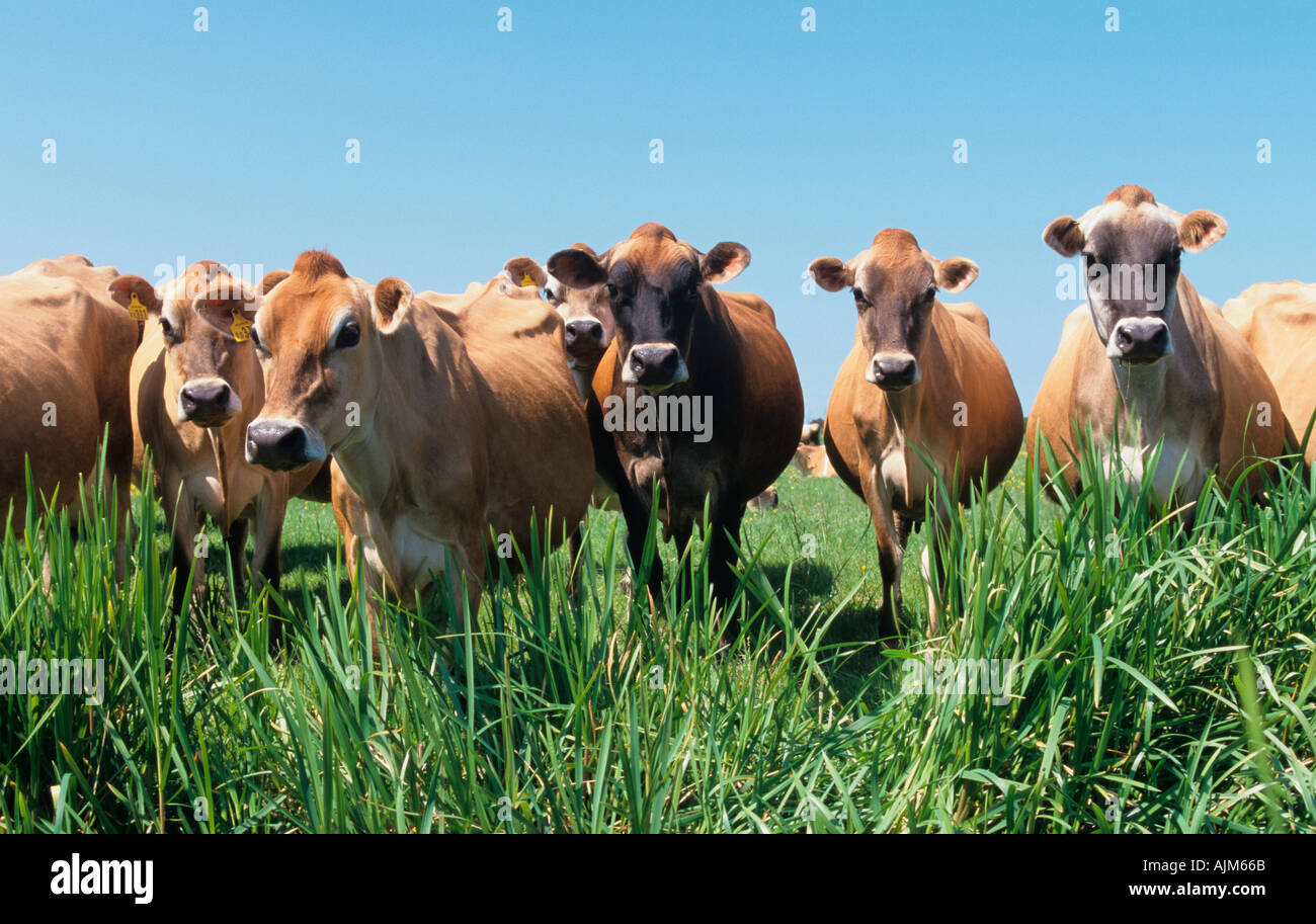 Jersey cow milk cheese hi-res stock photography and images - Alamy