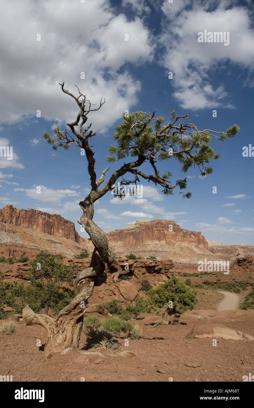 pine (Pinus spec.), crippled tree, USA, Utah, Capitol Reef NP Stock Photo