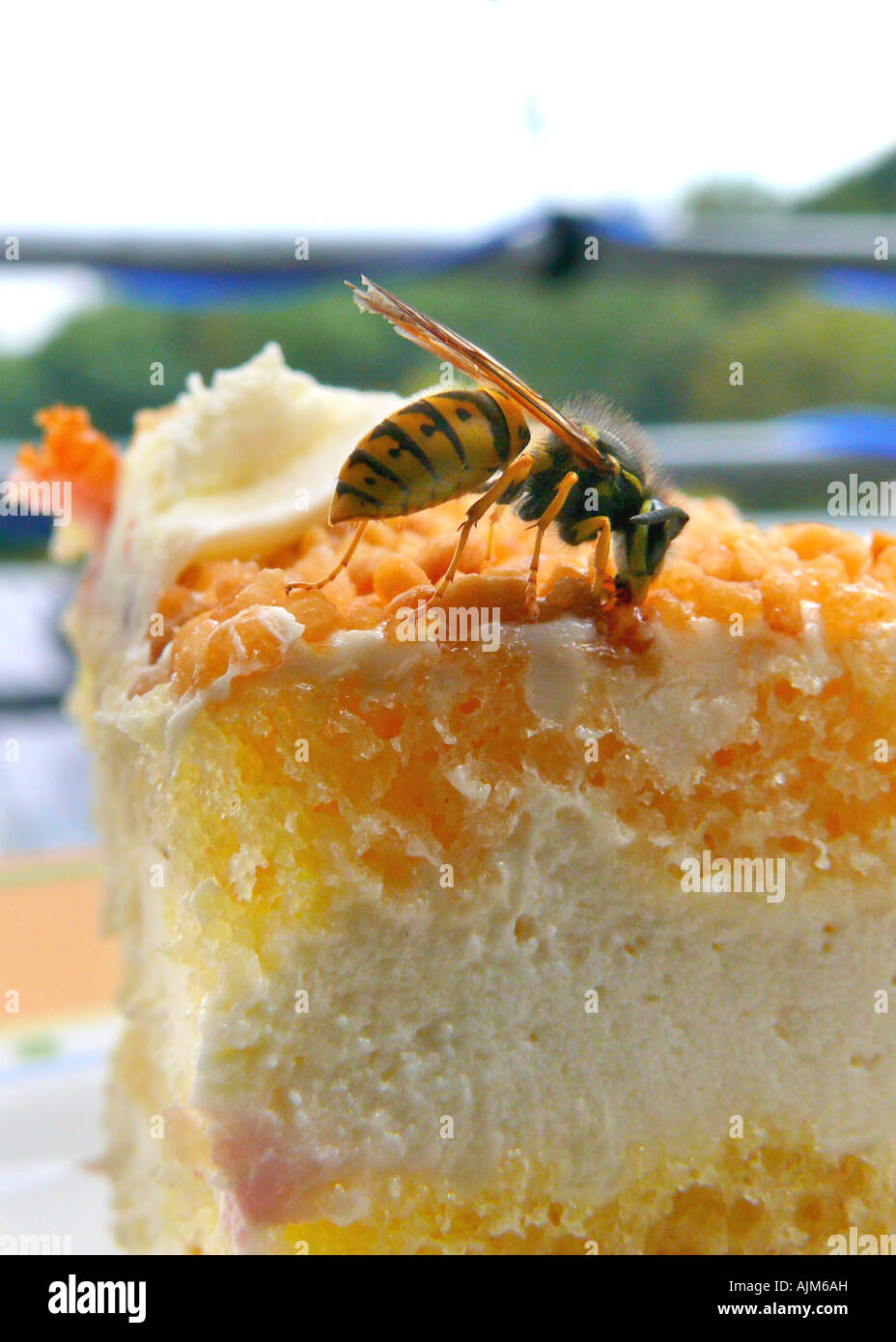 common wasp (Vespula vulgaris), on slice of the cake, Germany Stock Photo