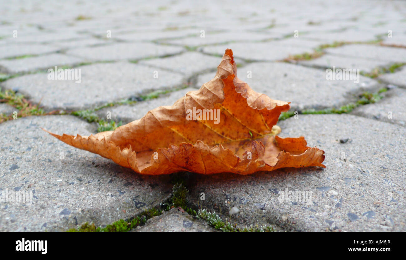 autumnal leaf on a cobblestone pavement Stock Photo - Alamy