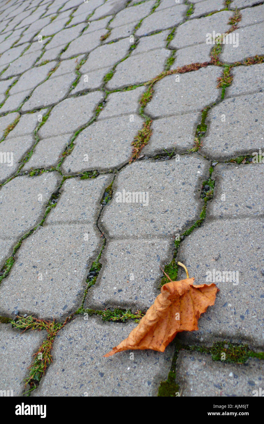 autumnal leaf on a cobblestone pavement Stock Photo - Alamy