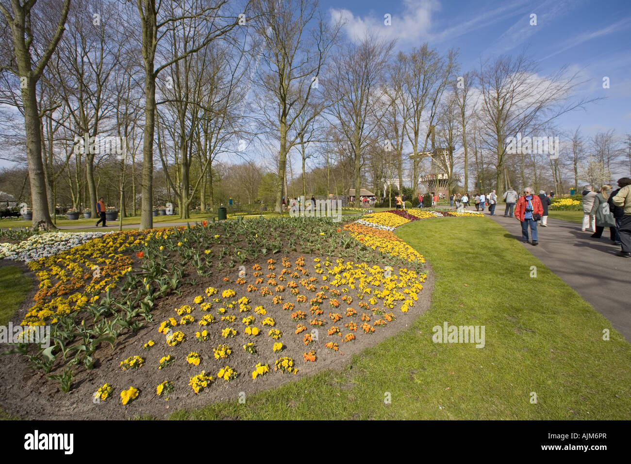 Flower bed with tulips and pansy violets in Keukenhof Garden, Netherlands, Lisse Stock Photo