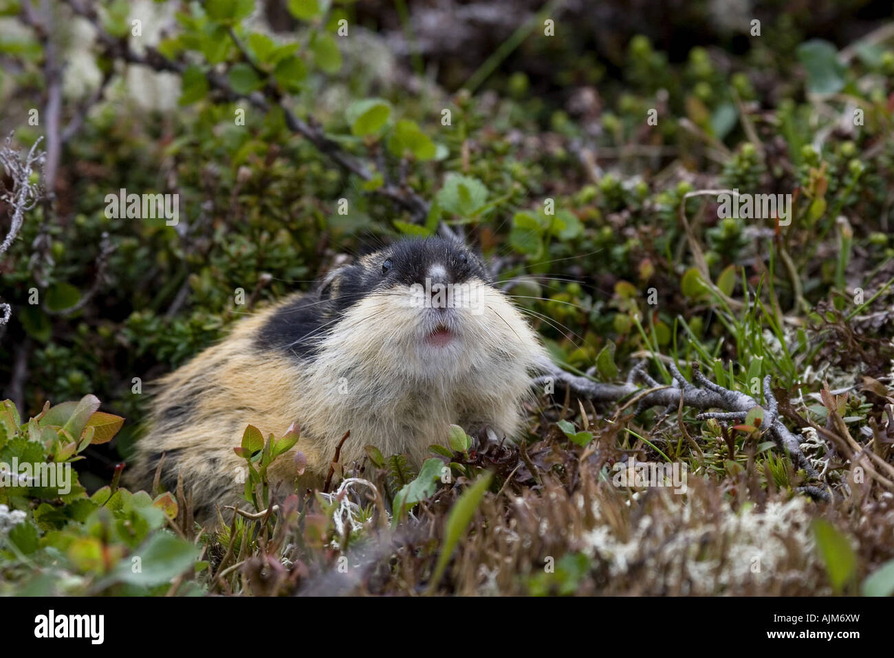 Norway lemming (Lemmus lemmus), in habitat, Norway Stock Photo