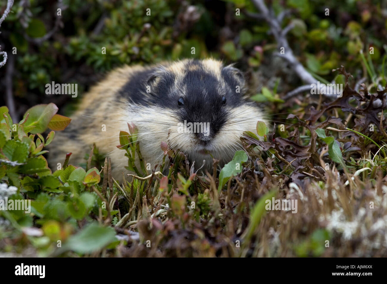 Norway lemming (Lemmus lemmus), in habitat, Norway Stock Photo