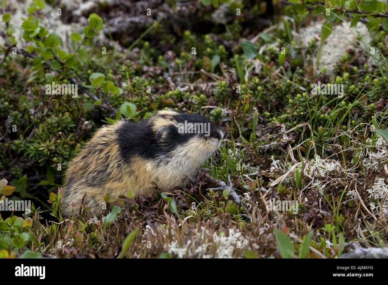 Norway lemming (Lemmus lemmus), in habitat, Norway Stock Photo