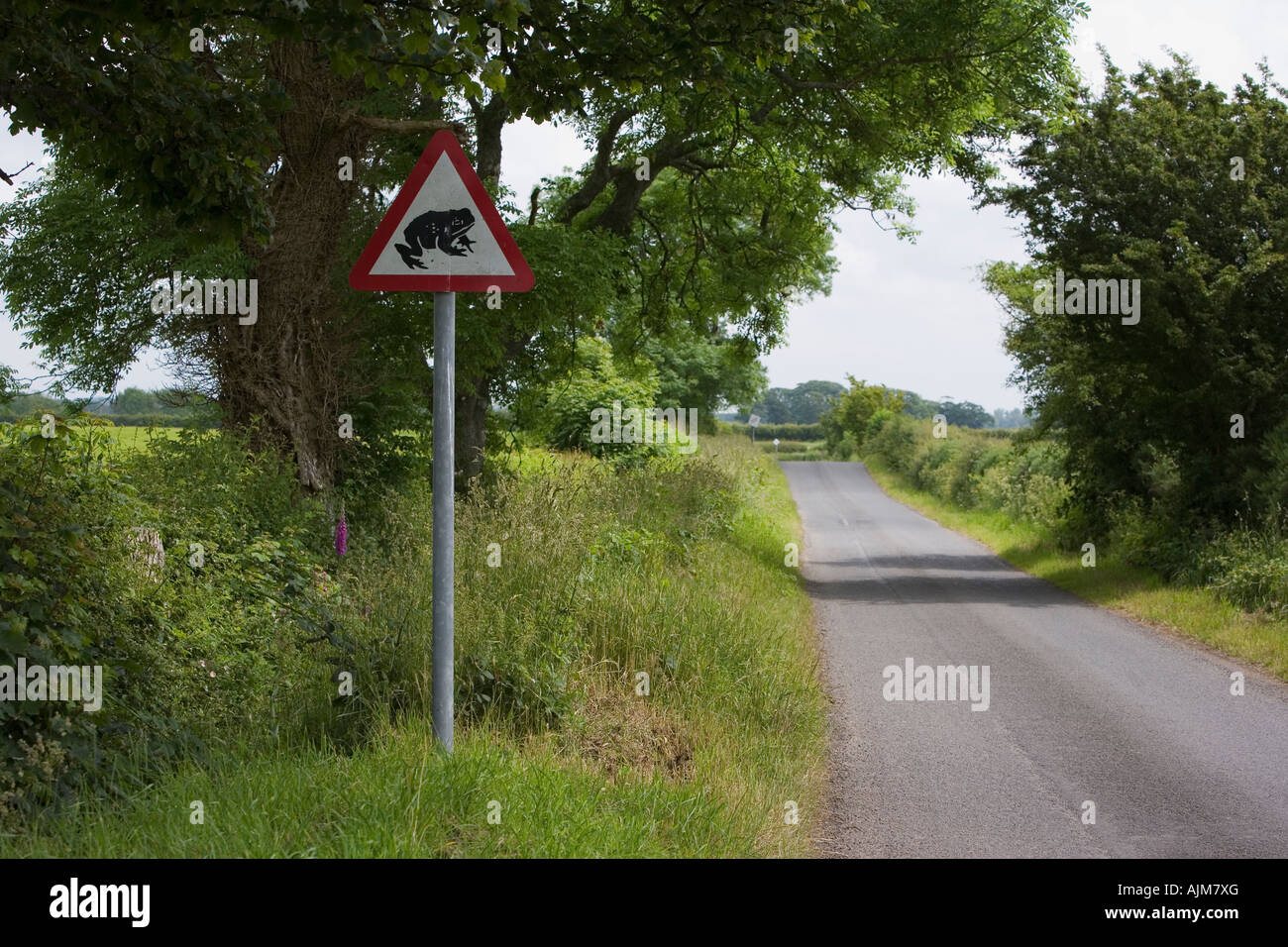 Toad Crossing sign on quiet country lane Caerlaverock Dumfries and Galloway Scotland Stock Photo