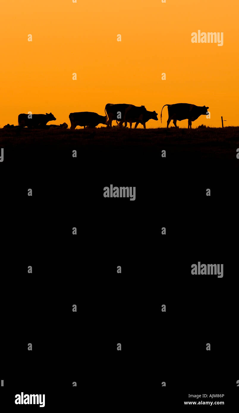 Cows silhouetted against a yellow sky. Picture by Jim Holden. Stock Photo