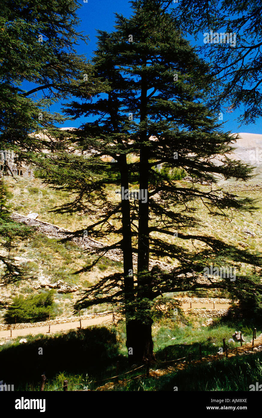 Becharee N. Lebanon Le Forest De Dieu Cedar Trees Cedrus Libani Stock Photo