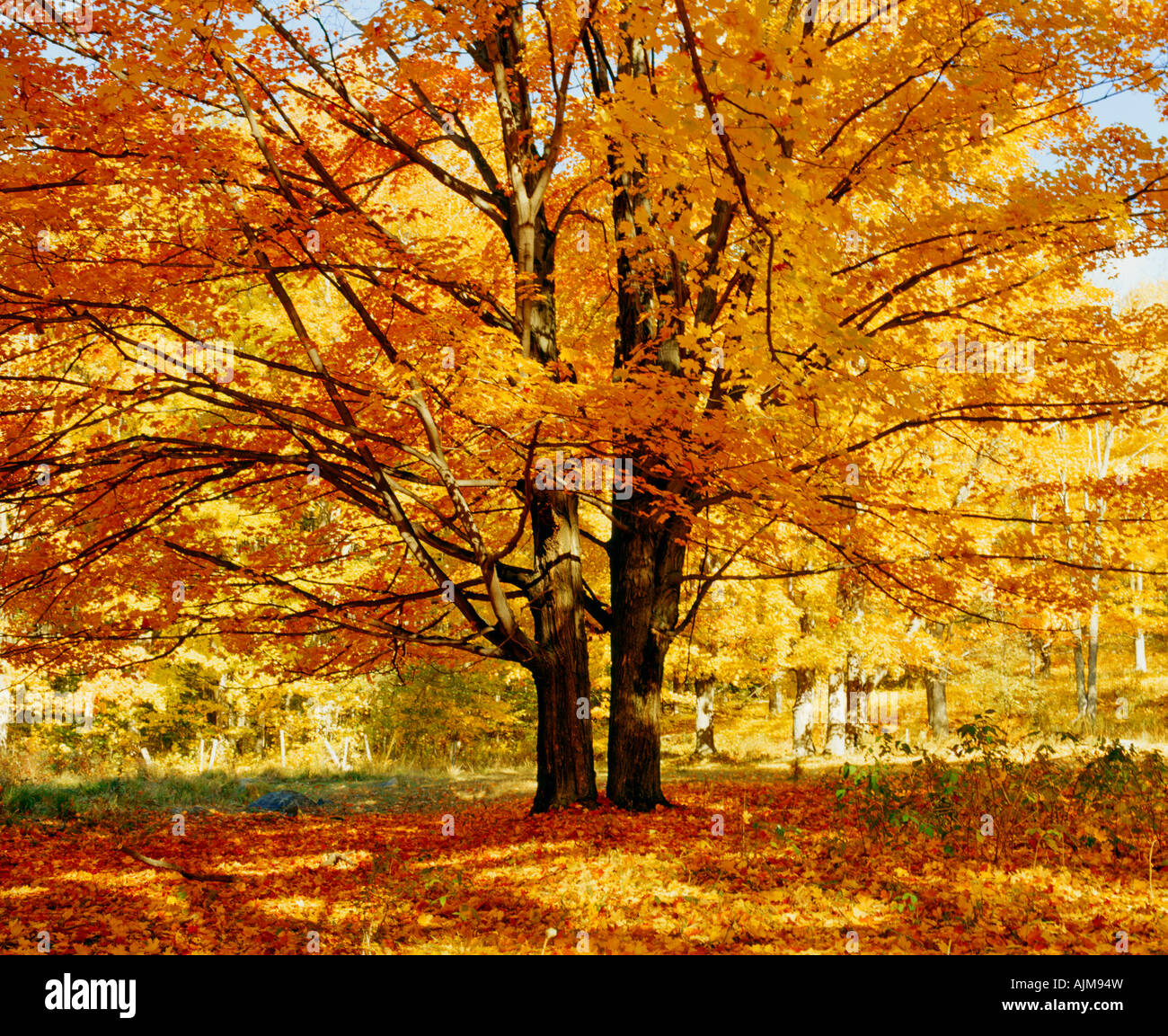 Sugar Maple tree in Autumn Stock Photo Alamy