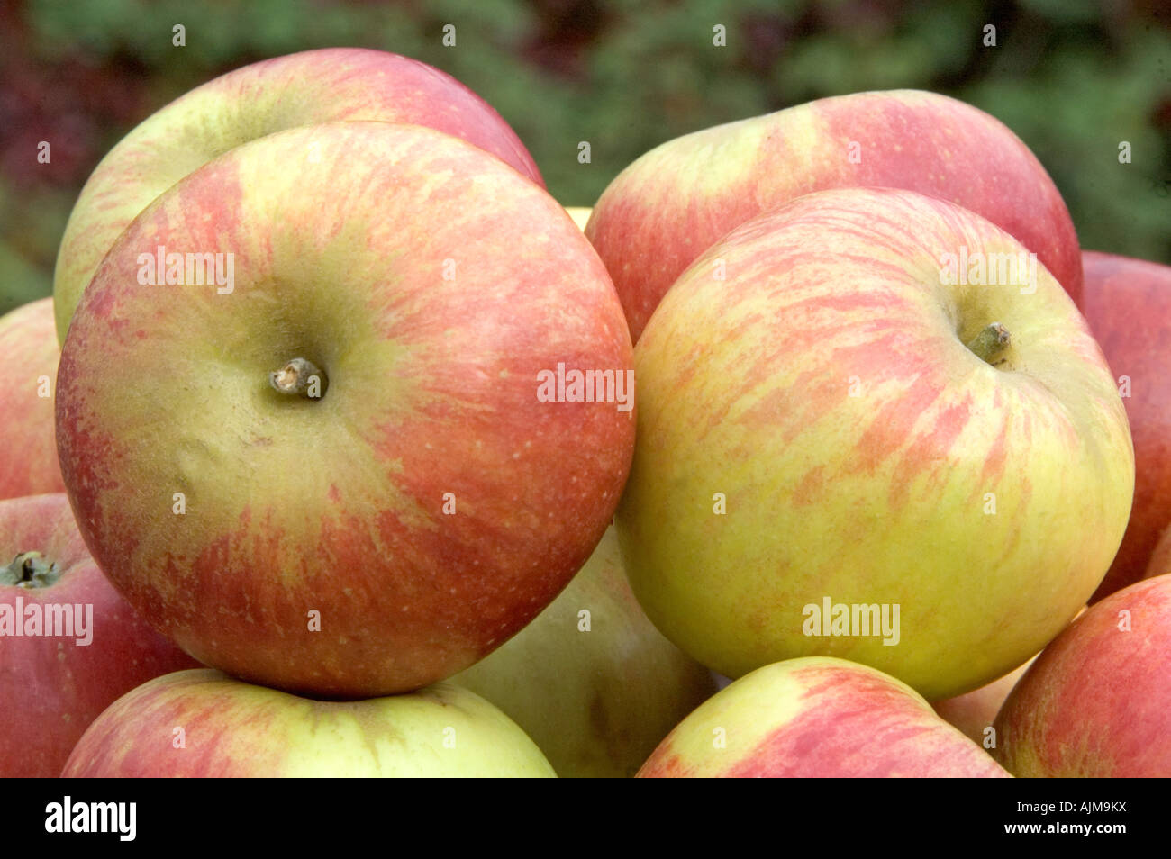 Early Windsor English Apples Stock Photo Alamy