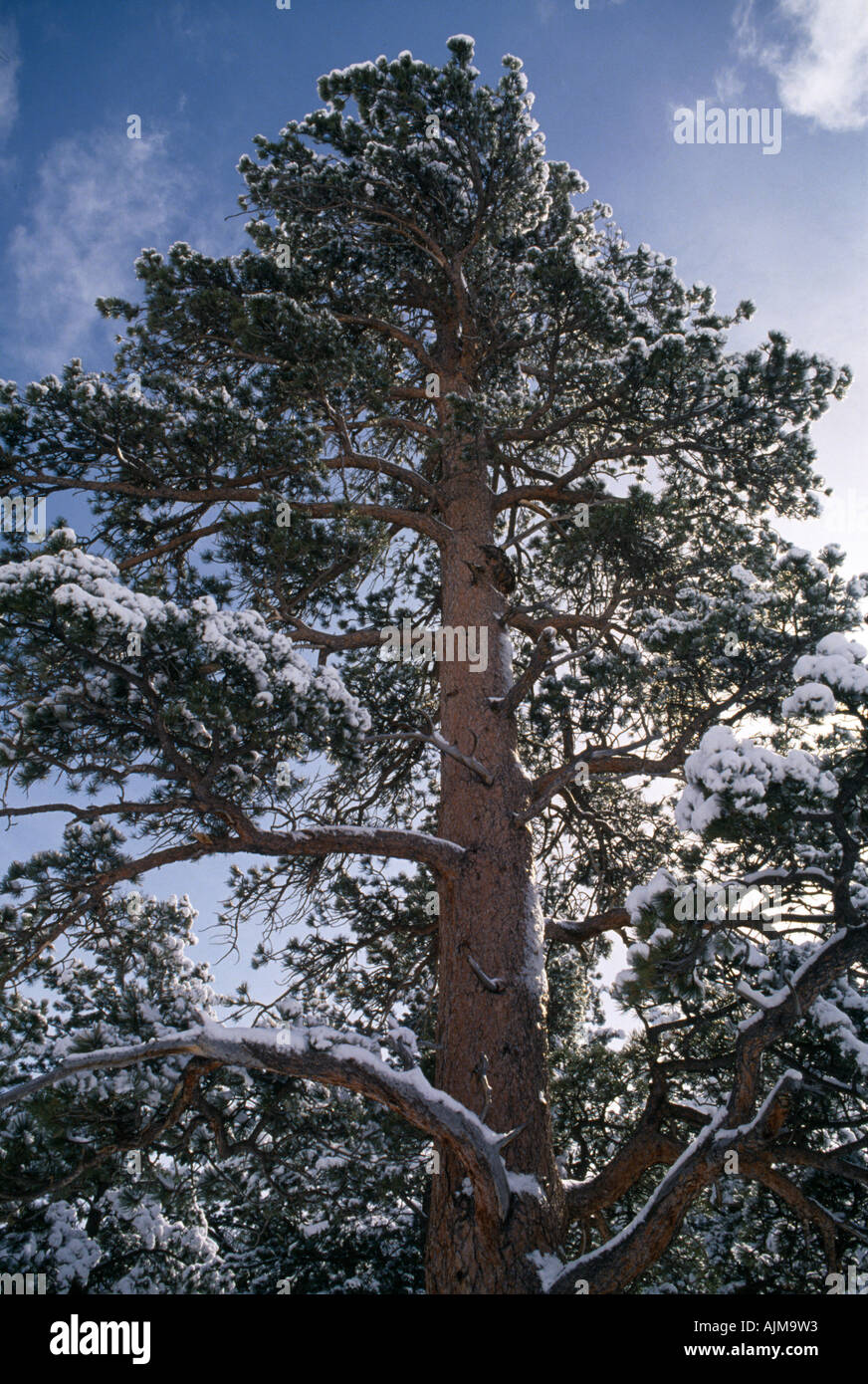 Ponderosa pine ecosystem hi-res stock photography and images - Alamy