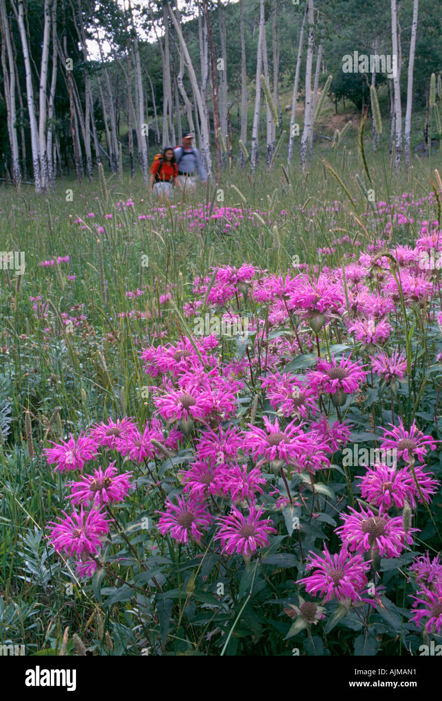 Couple walking through wildflower meadow in Rocky Mtns CO Stock Photo