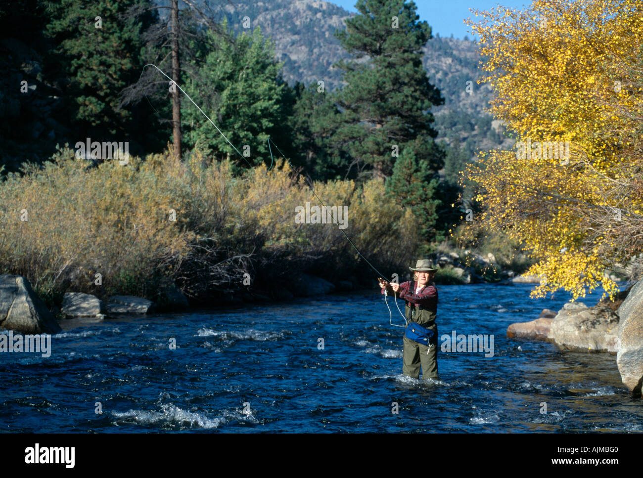 Woman fly fishing amidst fall color in the Big Thompson River Rocky