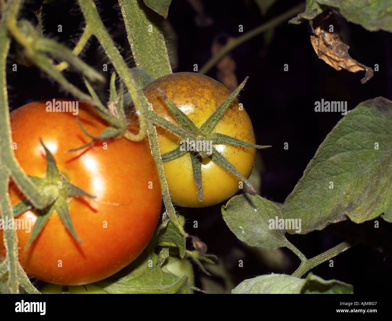 Diseased Tomato Growing in Greenhouse with Mildew Stock Photo