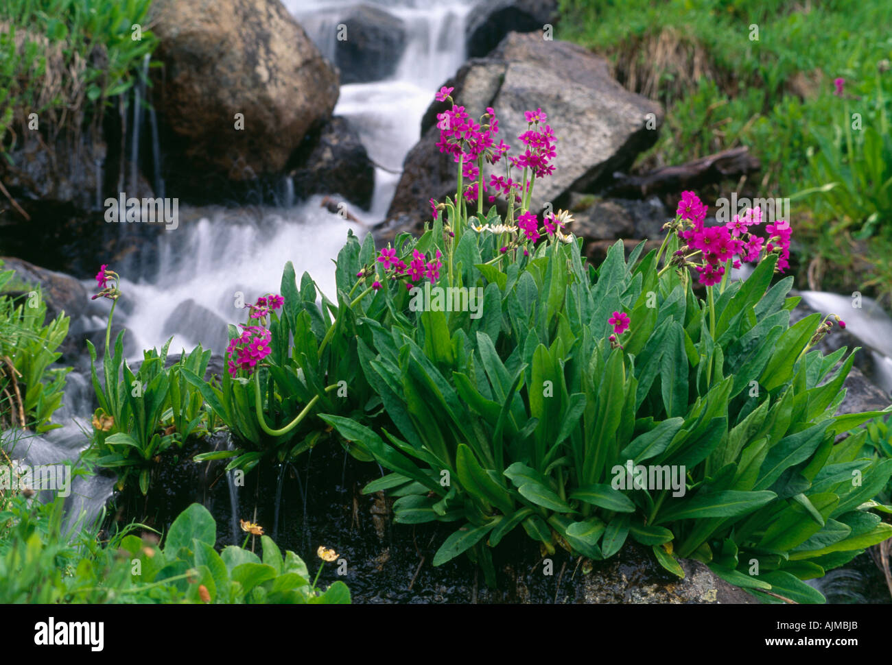 Parry Spring Spring growth of parry primrose along a mountain stream in Indian Peaks ...