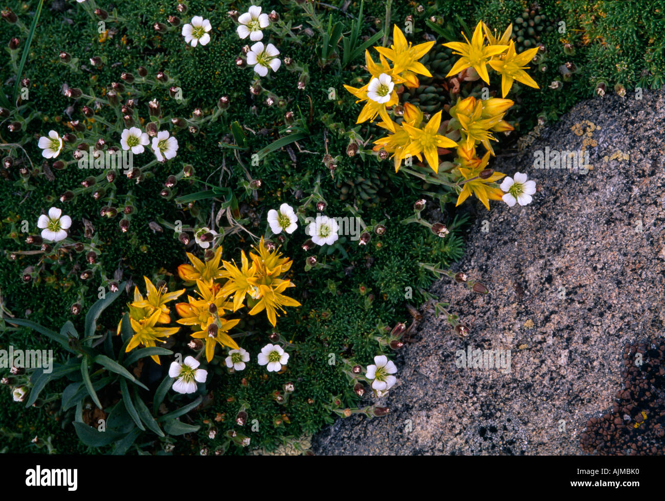 Yellow stonecrop Sedum lanceolatum and alpine sandwort Arenaria obtusiloba growing along lichen covered rocks CO Stock Photo