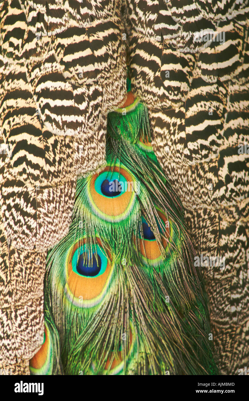 Back of peacock hires stock photography and images Alamy