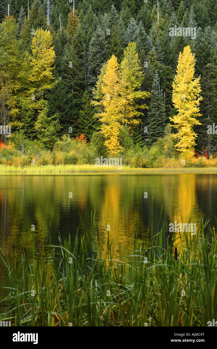 Fall colored trees reflected in lake Stock Photo - Alamy