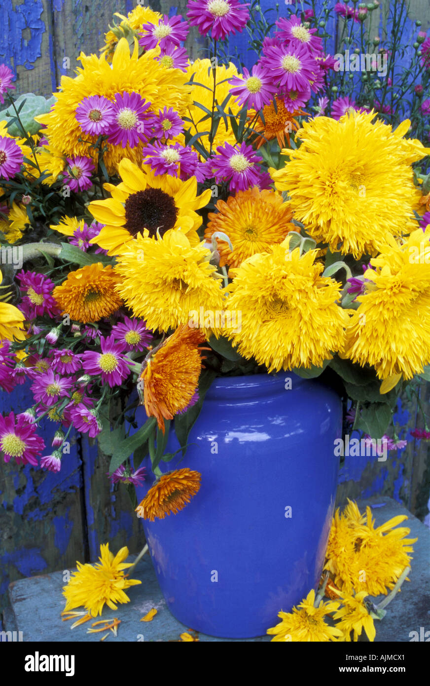 Vase of Single and Double Sunflowers, Marigolds and Asters. Stock Photo