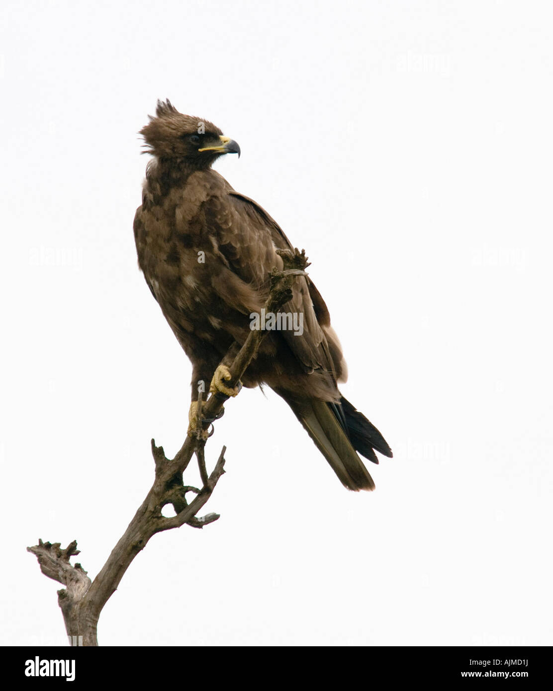 Juvenile Long-crested Eagle, Masai Mara, Kenya Stock Photo