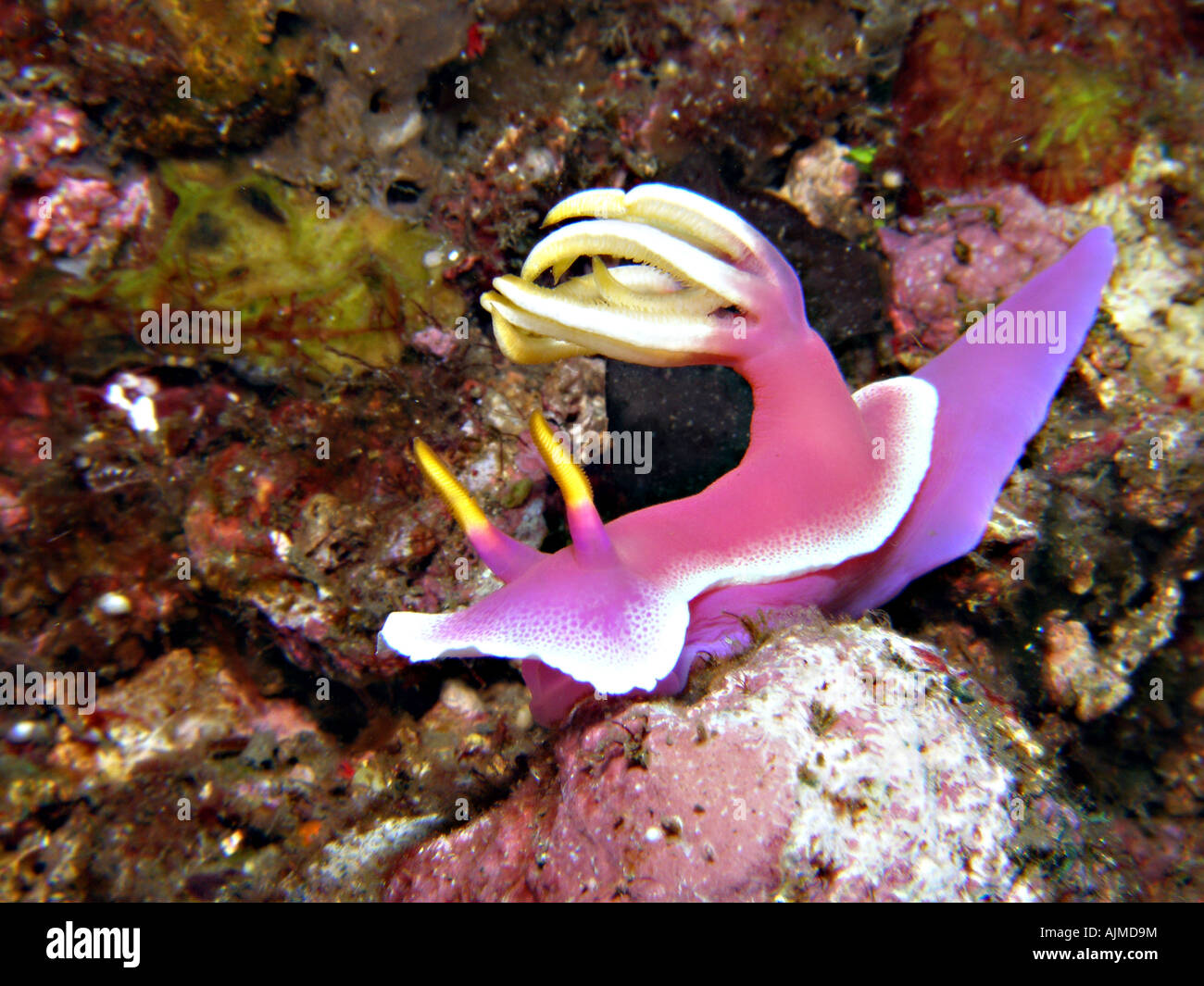 Hypselodoris bullockii, nudibranch, also known as a seaslug.  Lembeh Strait, North Sulawesi, Indonesia Stock Photo