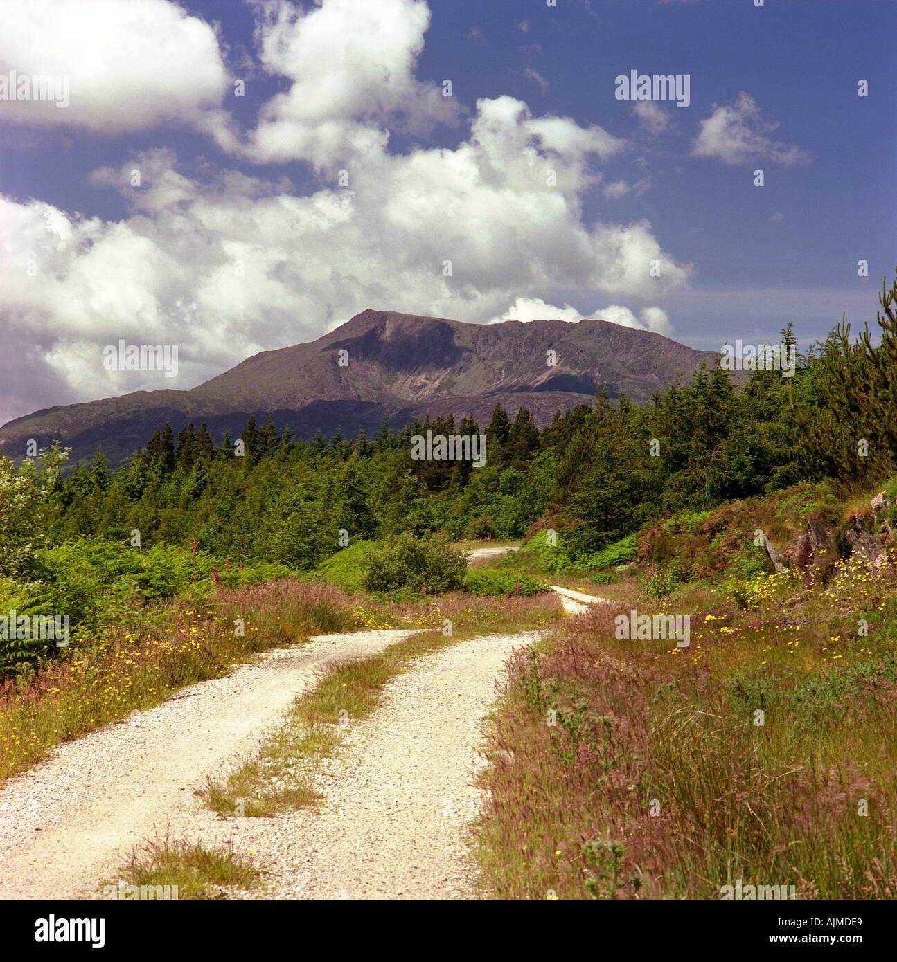 Foresty Track Forestry track wild summer flowers leading into a vista of Moel Siabod ...