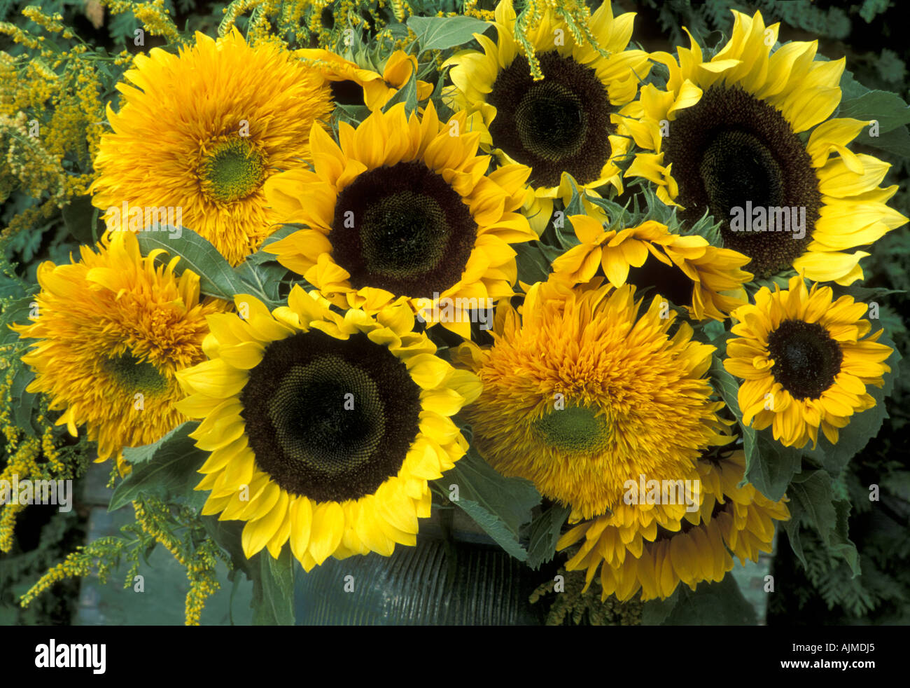 Single and double Sunflowers Helianthus Annus,and Teddy Bears in