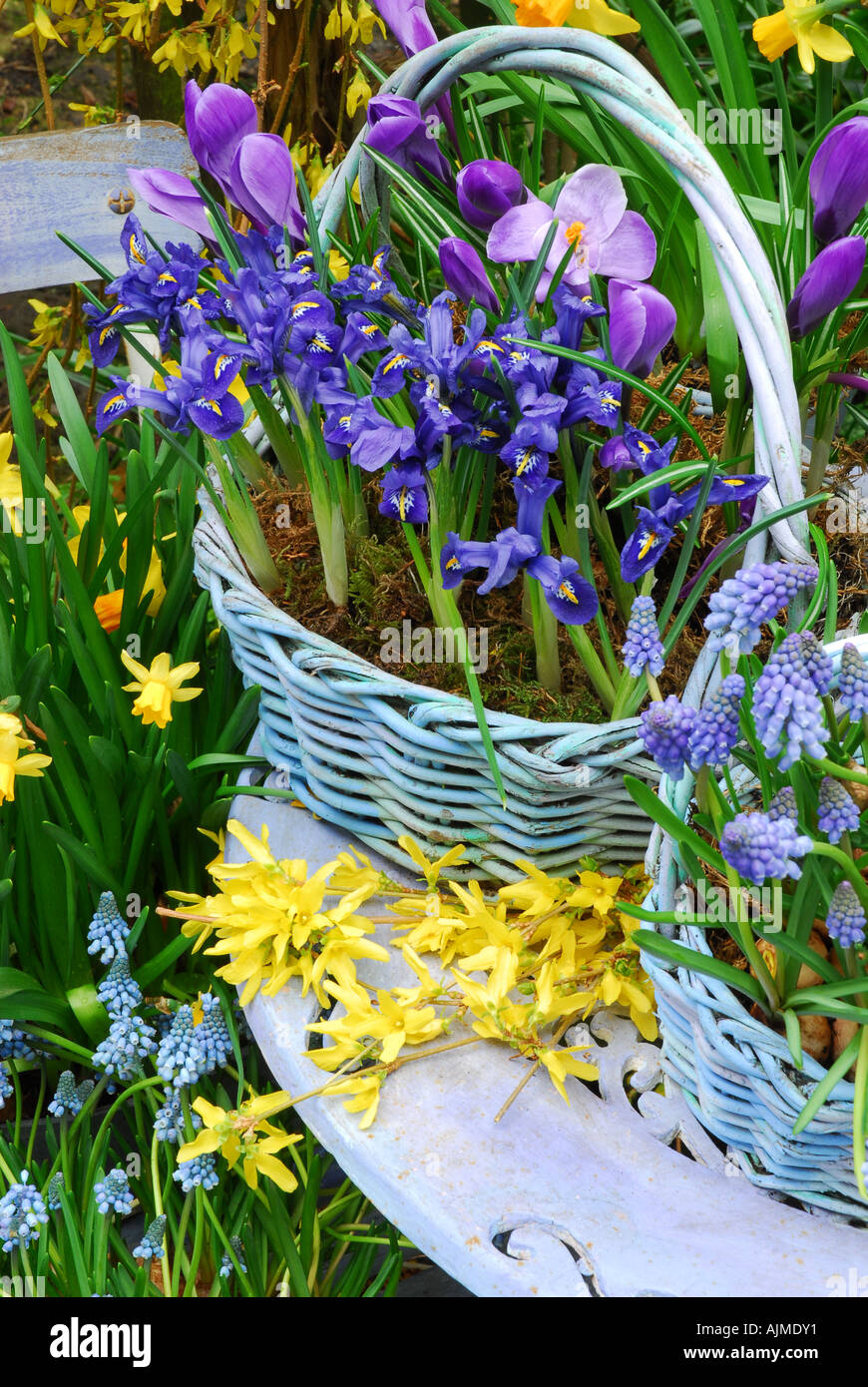 Spring Bulbs in Containers on Patio. .Basket contains Iris Reticulata