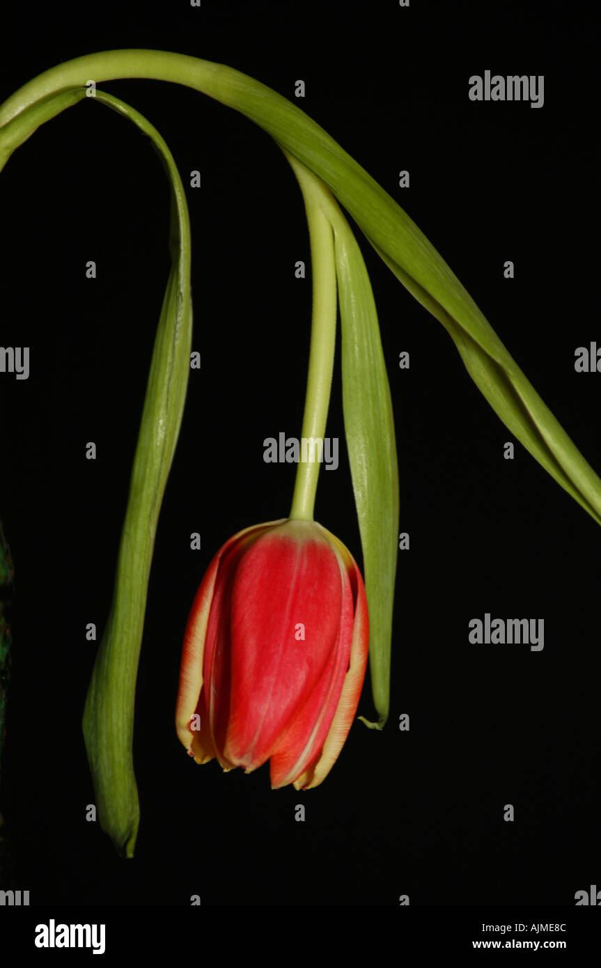 Still life of drooping tulip against black background Stock Photo Alamy