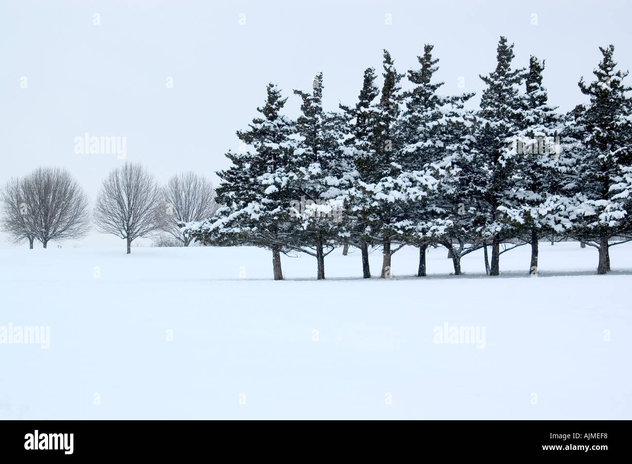 Evergreen trees with snow hi-res stock photography and images - Alamy