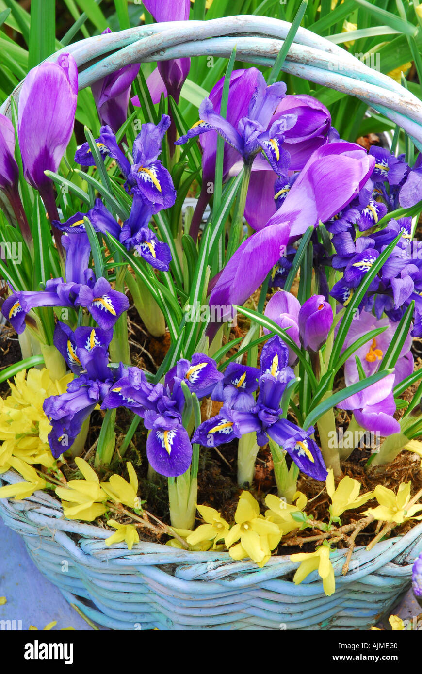 Painted Wicker Basket of Spring Bulbs. Iris Reiculata, ' Harmony ' and Large Dutch Crocus