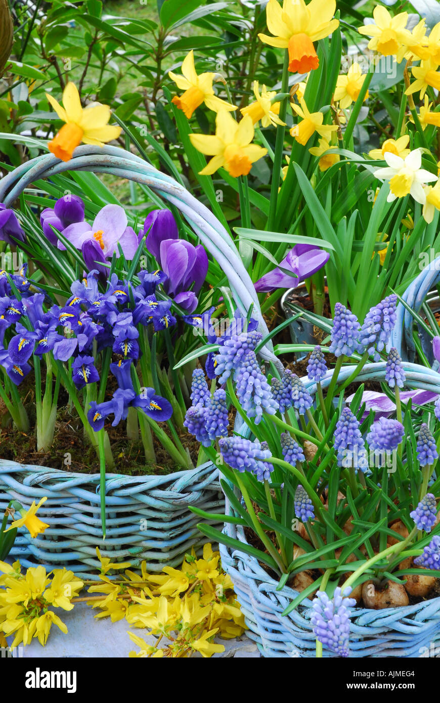 Sprting baskets of  Large Dutch  Crocus, Iris Reticulata,  and  Muscari -  Grape Hyacinths on painted cast  iron table. Stock Photo