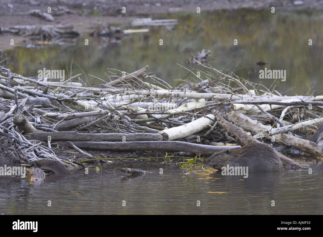 Beaver by lodge Castor canadensis Beaver lodge Stock Photo