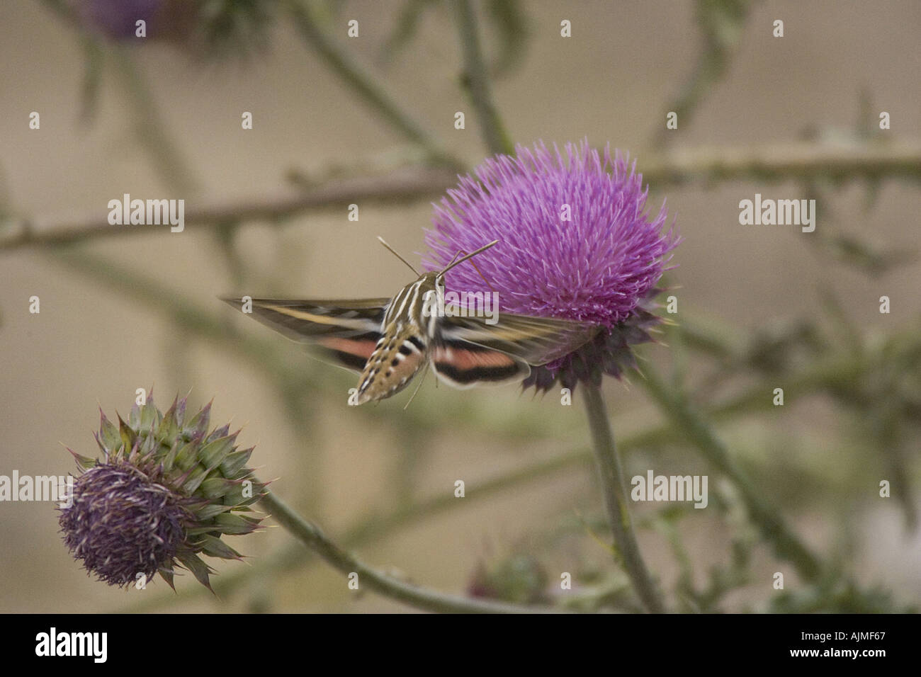White lined Sphinx hyles lineata Stock Photo - Alamy