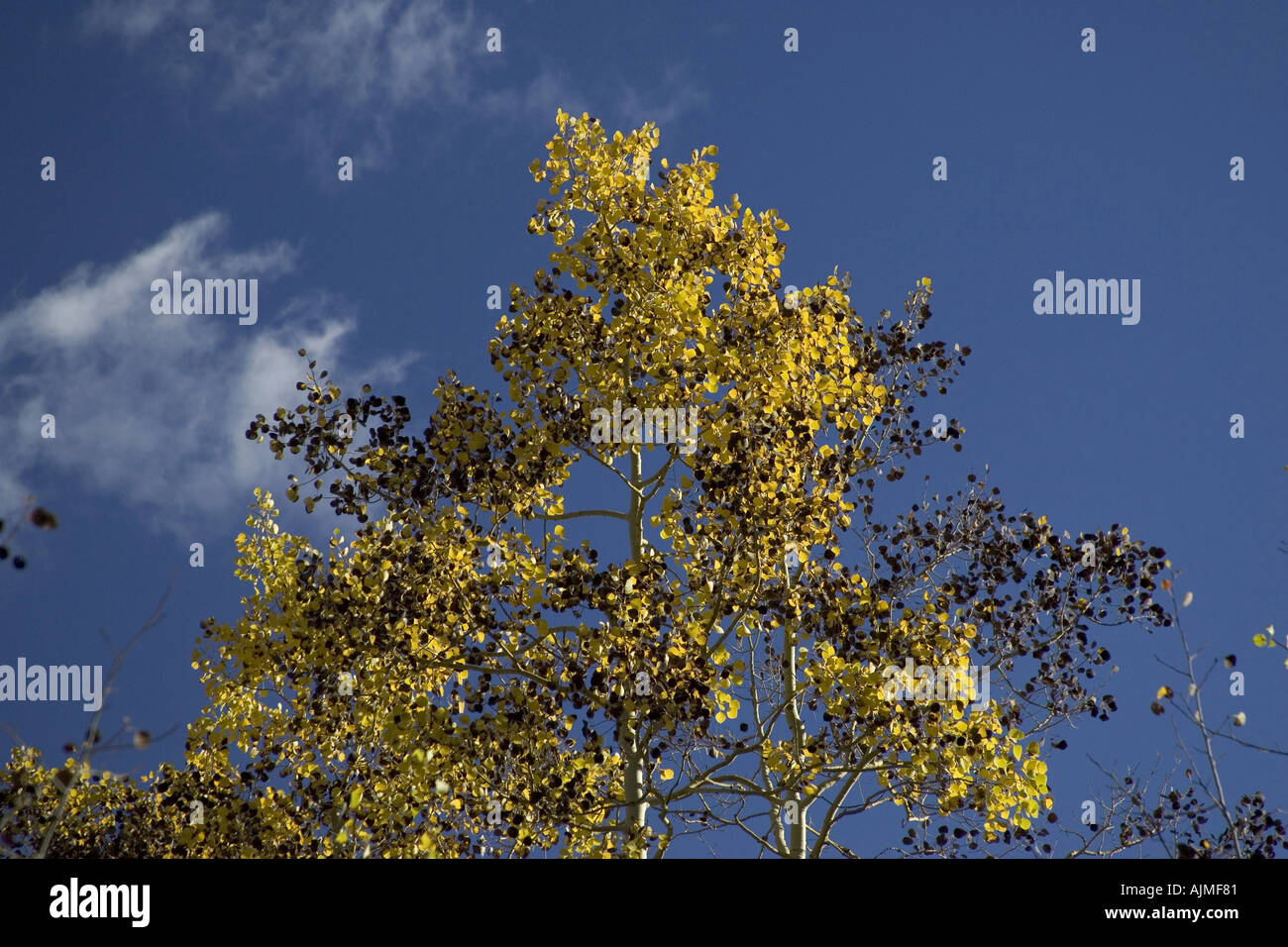 Diseased Apen leaf has turned black POPULUS TREMULA Stock Photo