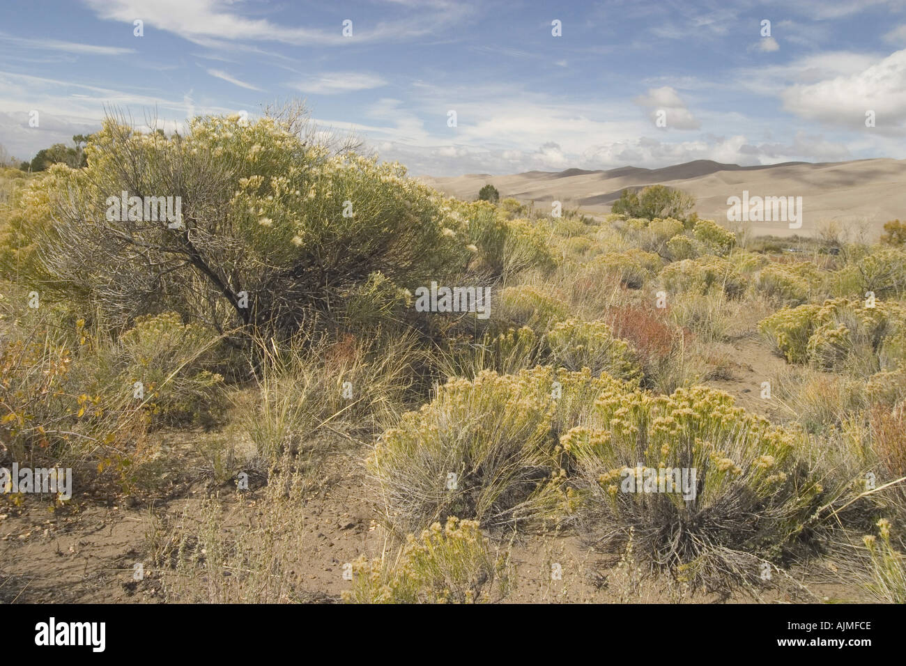 Great Sand Dune National Monument Desert scrub vegitation Stock Photo