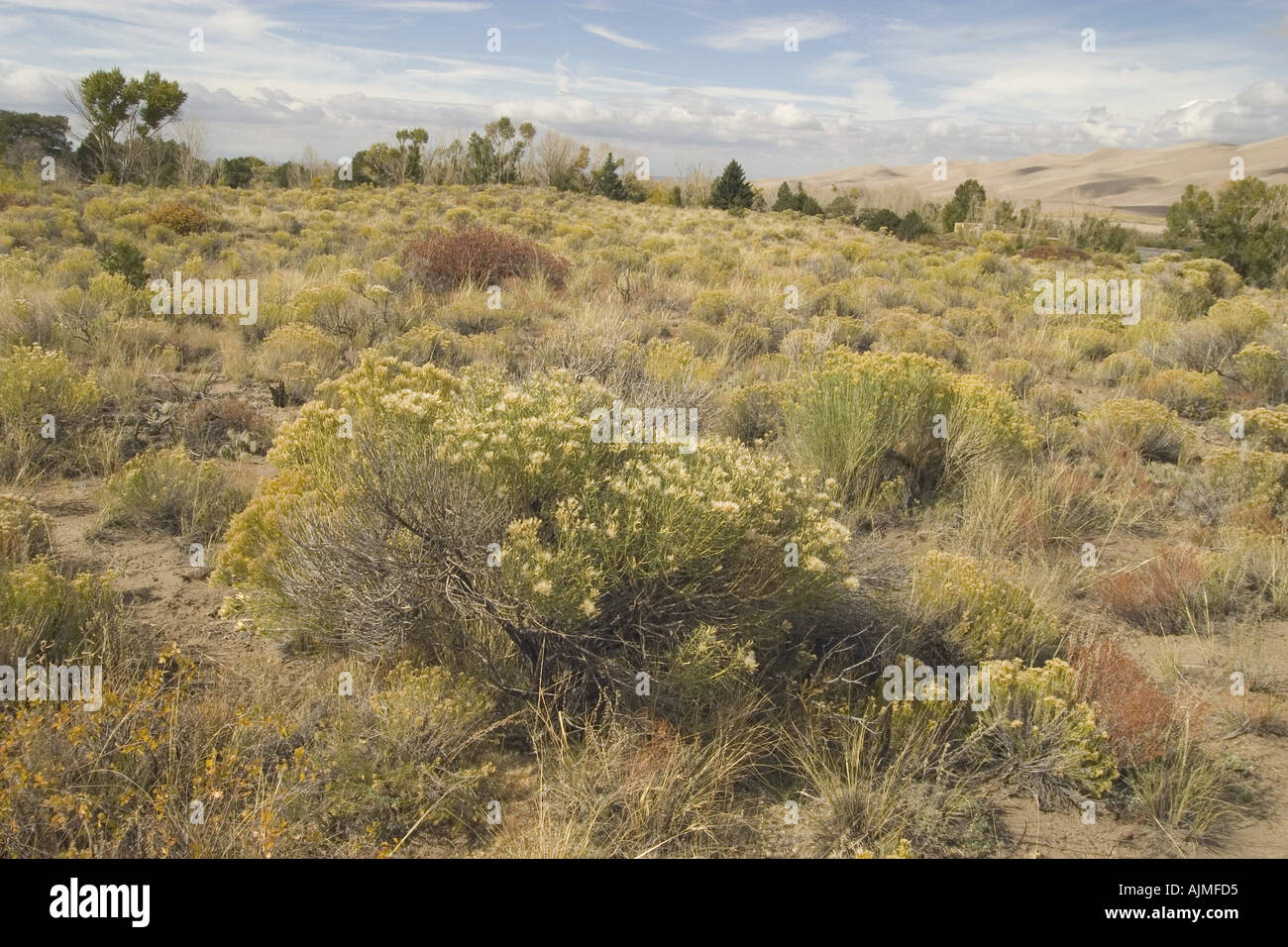 Great Sand Dune National Monument Desert scrub vegitation Stock Photo