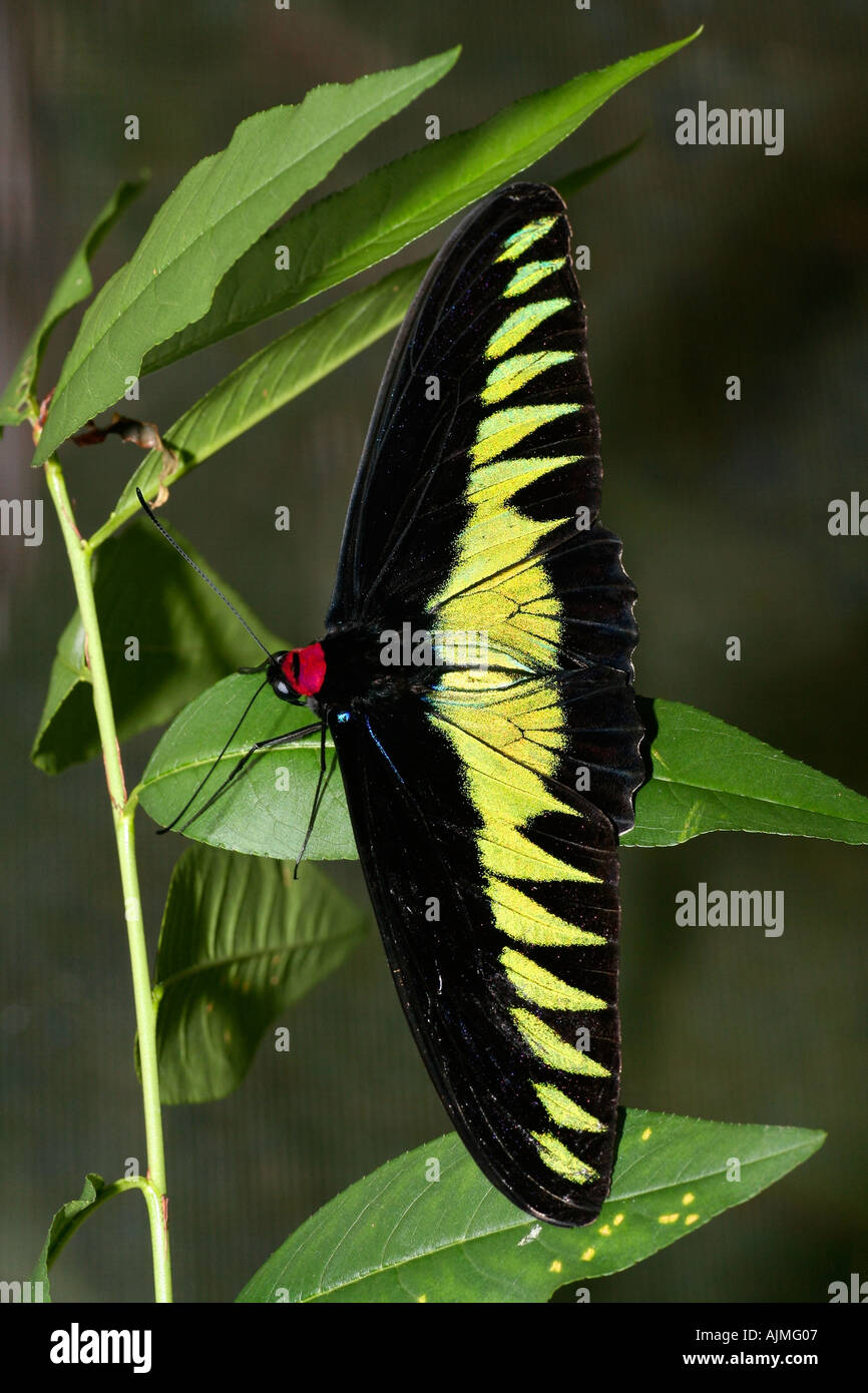 Rajah Brookes birdwing butterfly Troides brookiana Stock Photo