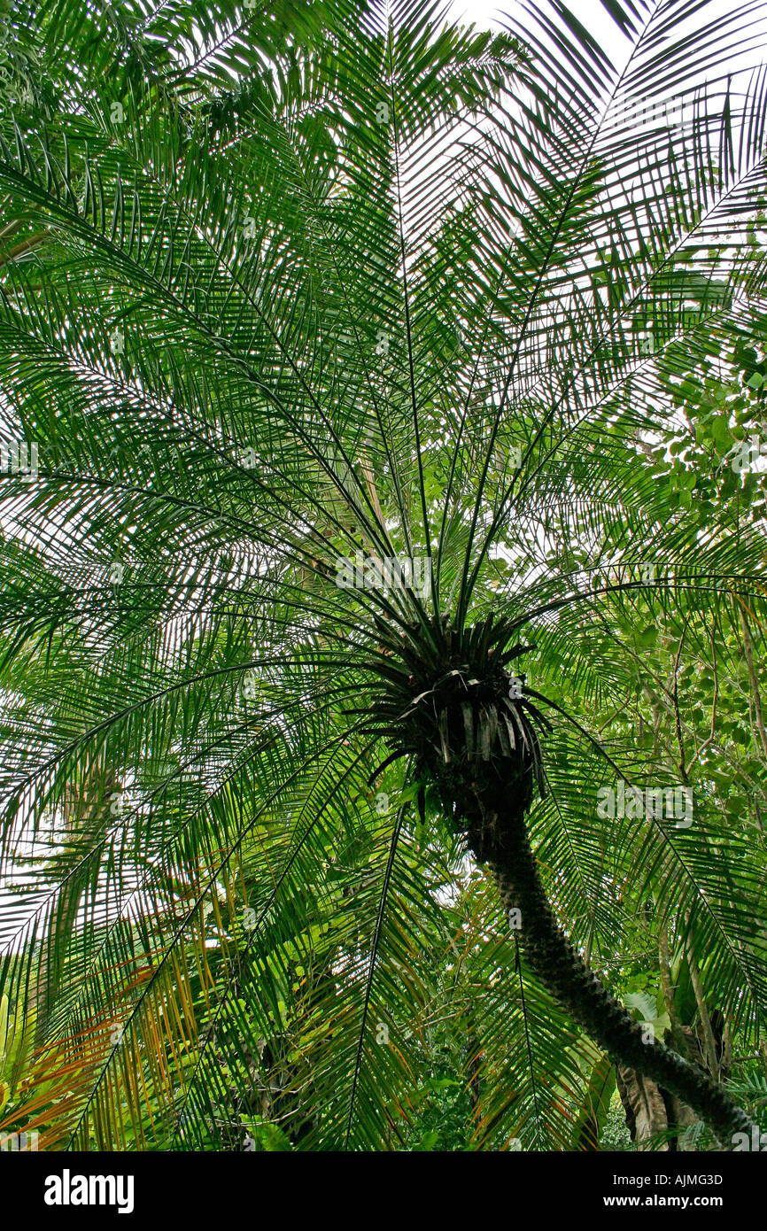Tree fern hi-res stock photography and images - Alamy