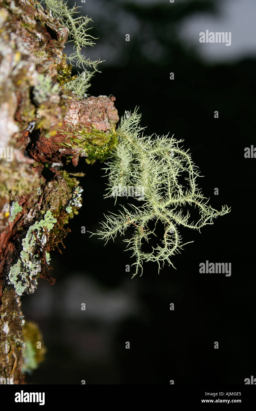 Tropical lichens on tree bark Stock Photo