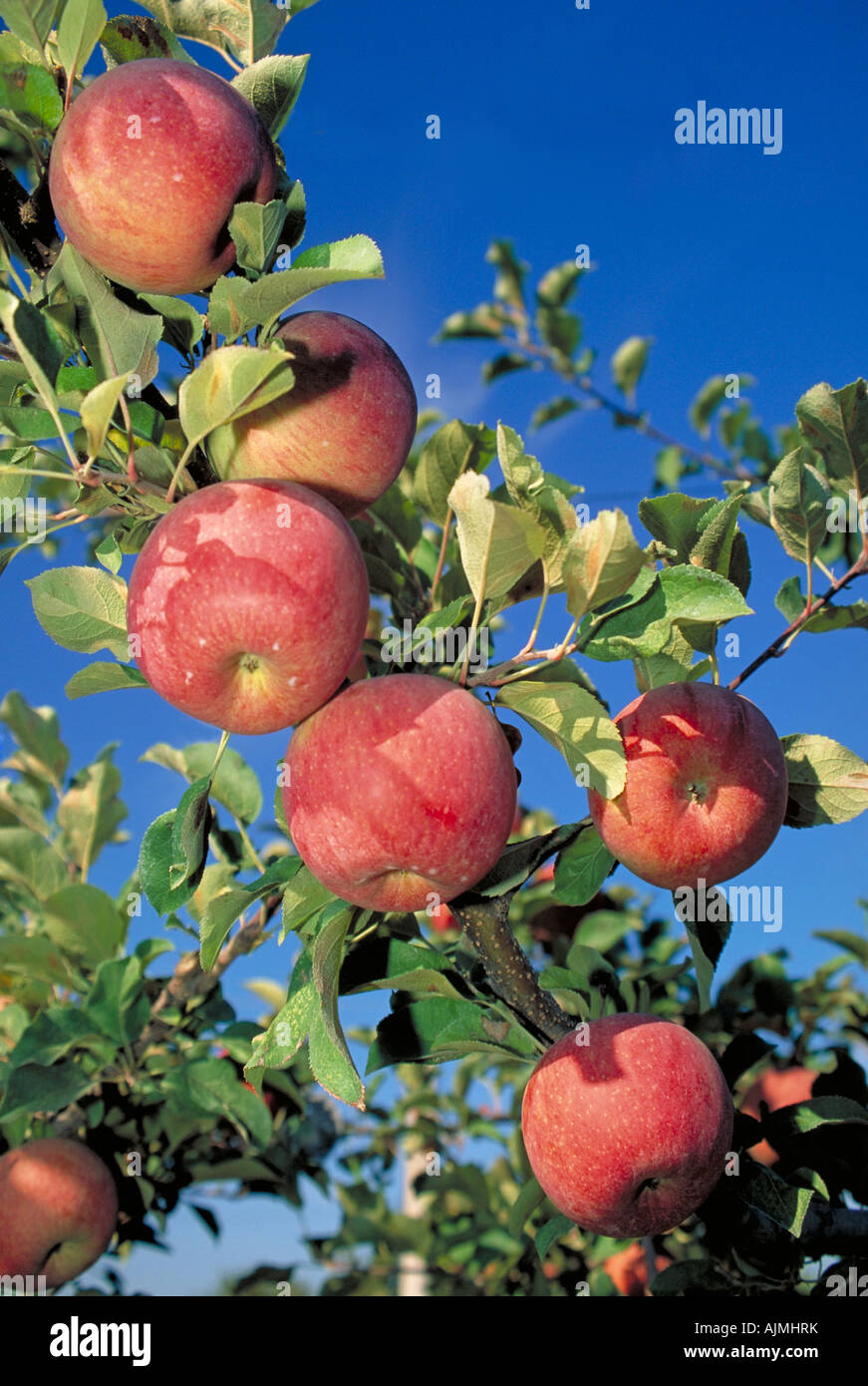 Elk254 6920 Washington Yakima Valley apple orchard Stock Photo