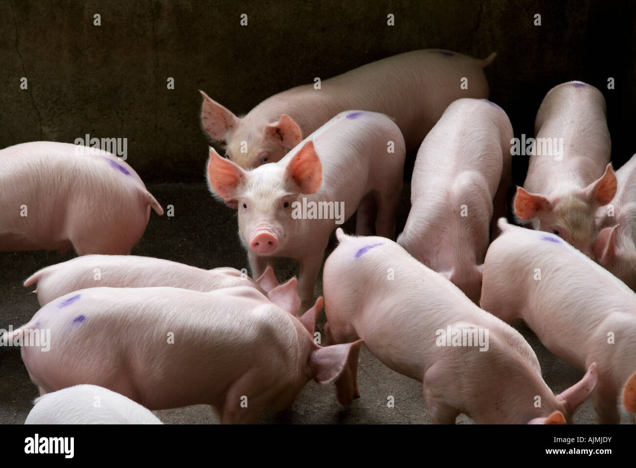 Piglets in their pen Stock Photo