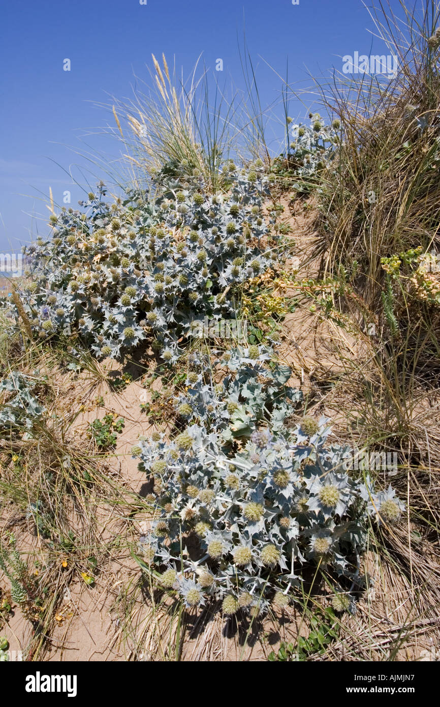 Clump of Sea Holly Eryngium maritimum on sand dunes Woolacombe Devon UK Stock Photo