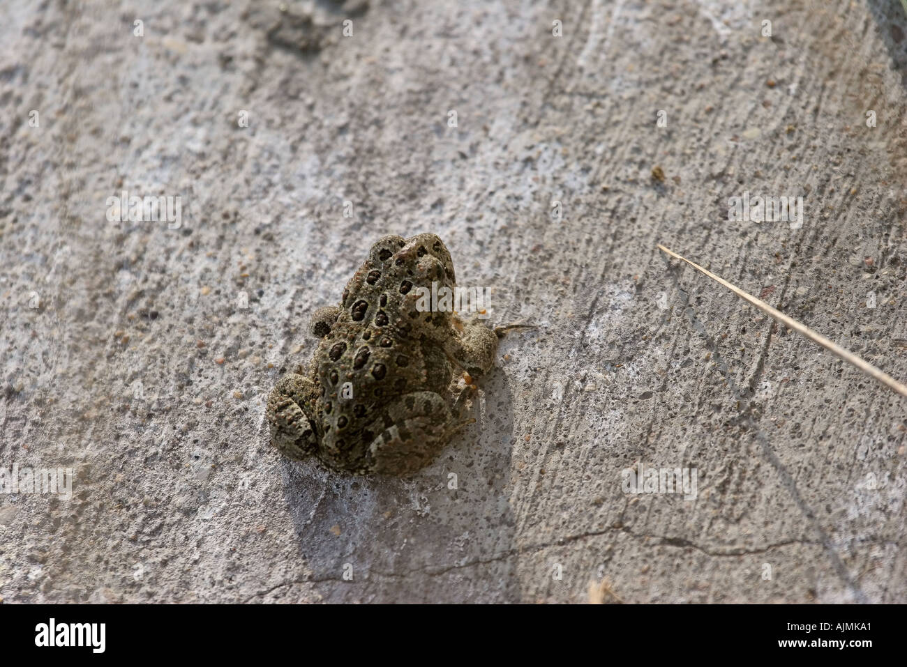 A Northern Cricket Frog at Chaplin Lake Marshes in scenic Saskatchewan Canada Stock Photo